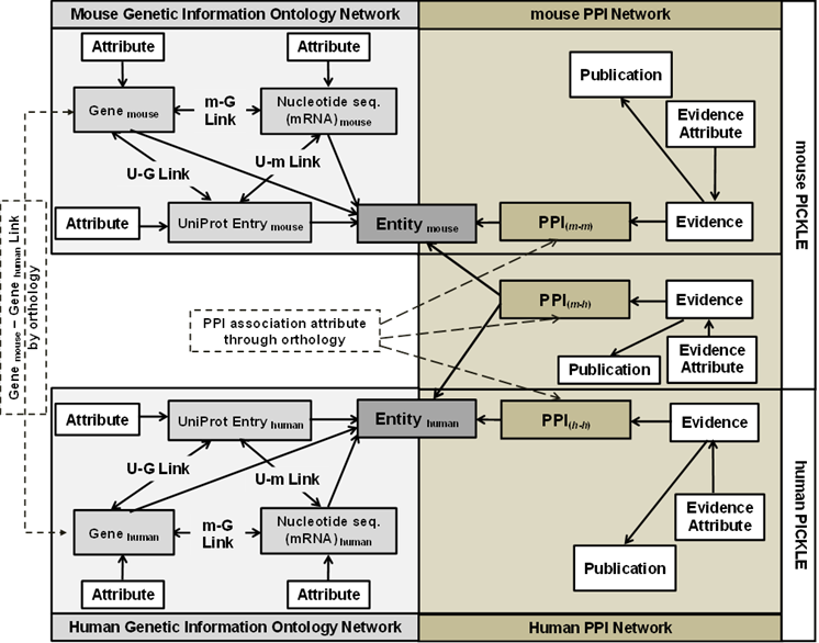 PICKLE Ontological network